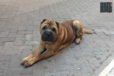 Romeo, il cane di tutti: �Lo shar pei presenza fissa della movida barese�